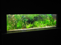 &copy; Zierfischfreunde Immenhausen-Holzhausen